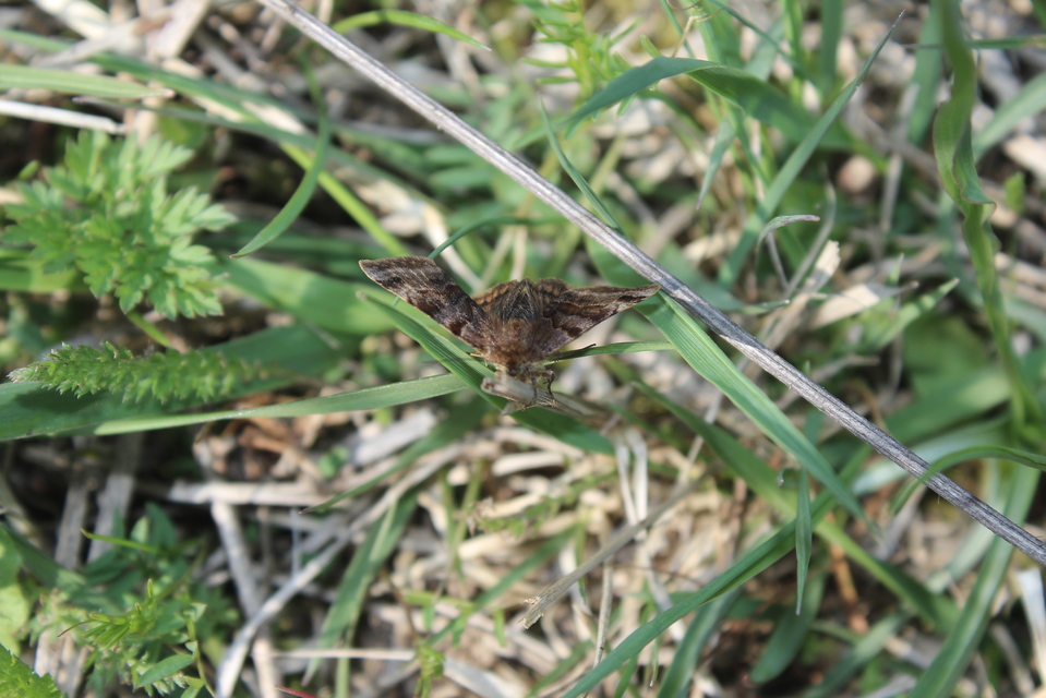 Euclidia glyphica - közönséges nappalibagoly