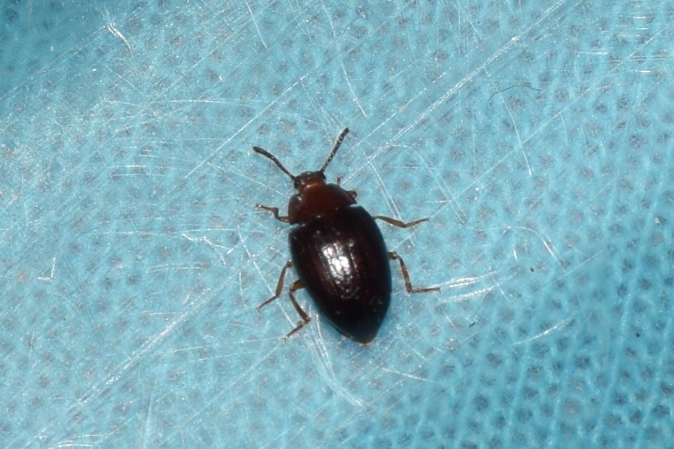 Scaphidema metallicum - fémzöld taplóbogár