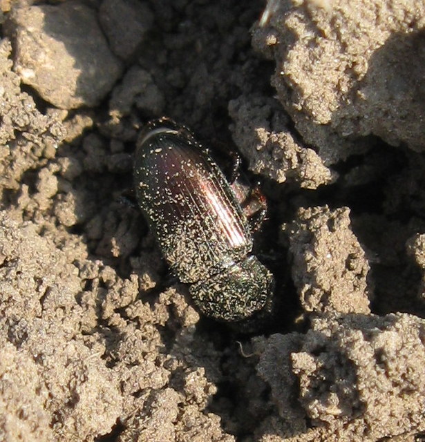 Harpalus distinguendus - mezei lomhafutó