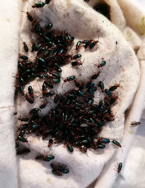 Oulema melanopus/duftschmidi