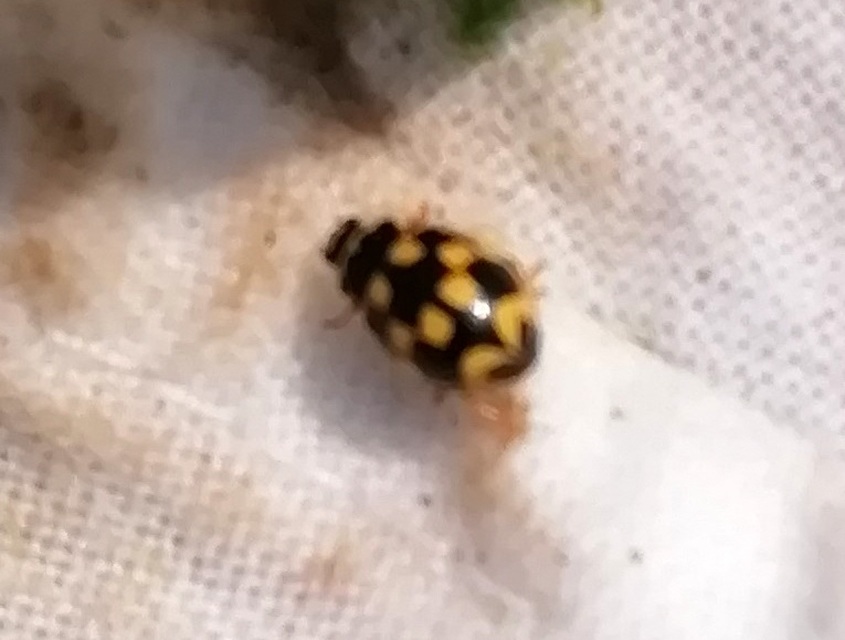 Propylea quatuordecimpunctata - tizennégypettyes füsskata
