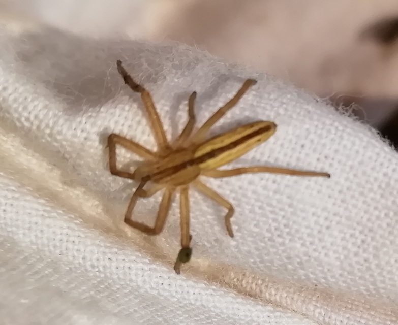 Pisaura mirabilis - csodáspók