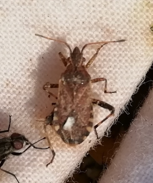 Ceraleptus gracilicornis - tüskéslábú karimáspoloska