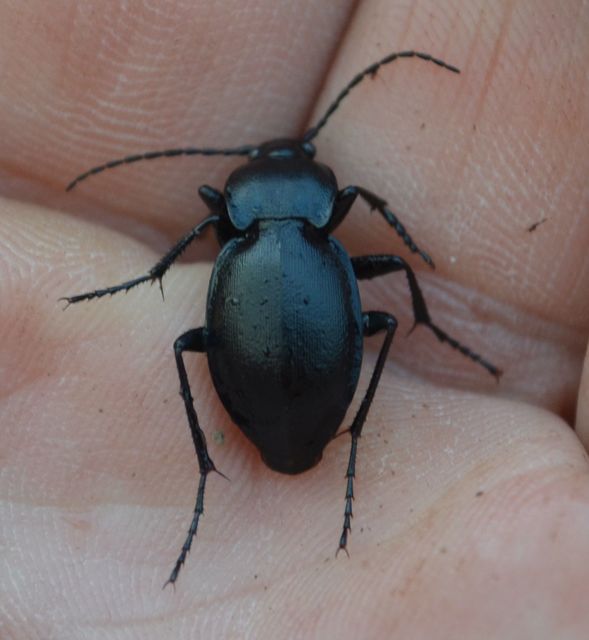 Carabus convexus - selymes futrinka