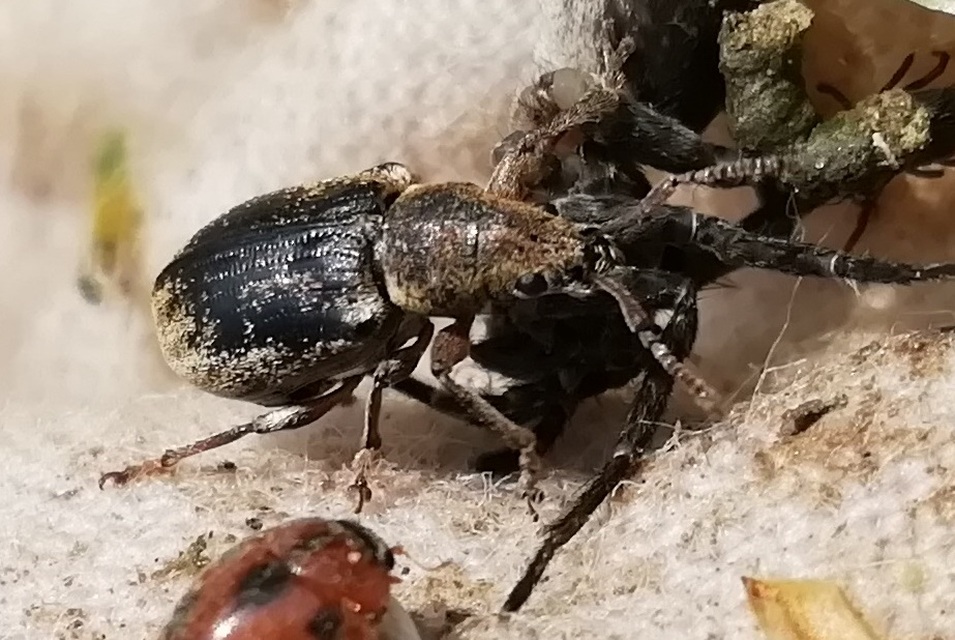 Phyllobius pyri - gyümölcsfa-levélormányos