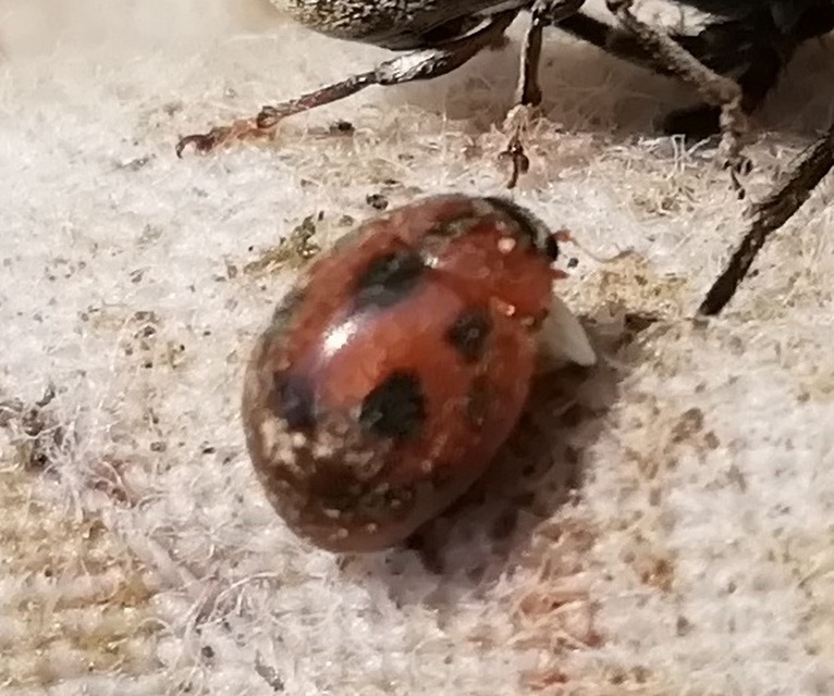 Cynegetis impunctata - pázsitfűböde