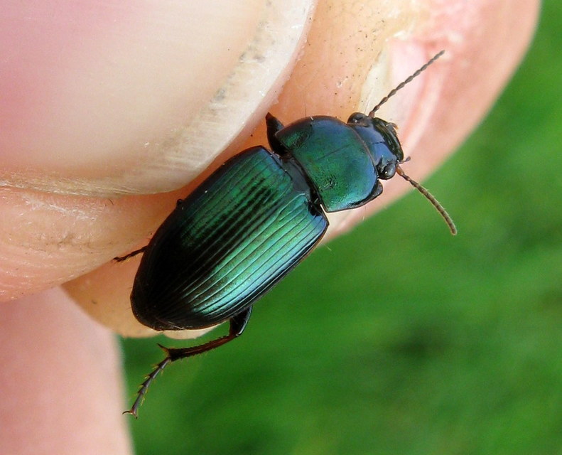 Harpalus distinguendus - mezei lomhafutó