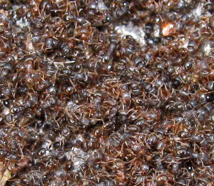 Tetramorium