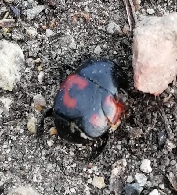 Hister quadrimaculatus - közönséges sutabogár