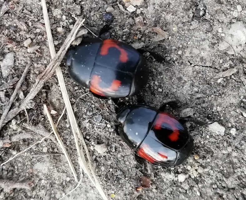 Hister quadrimaculatus - közönséges sutabogár