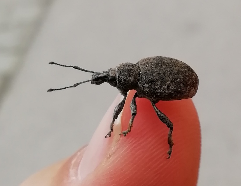 Otiorhynchus ligustici - vincellér-gyalogormányos