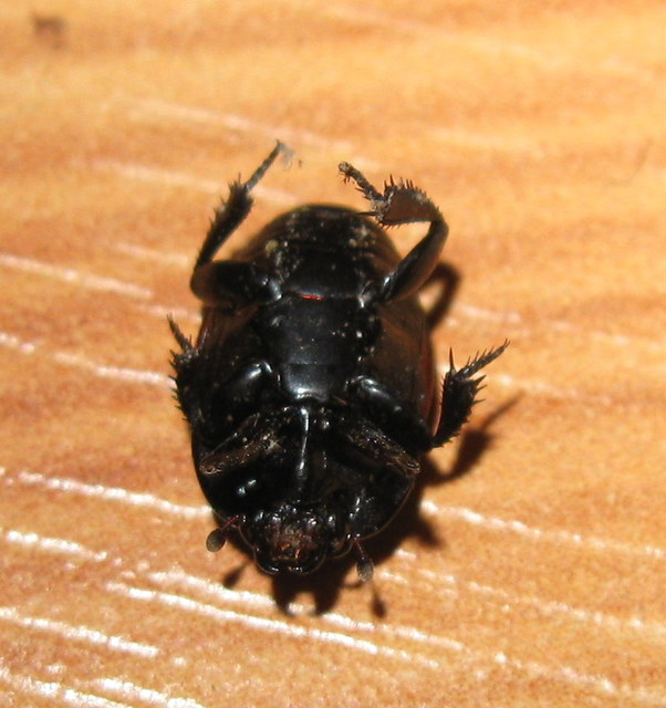 Hister quadrimaculatus - közönséges sutabogár