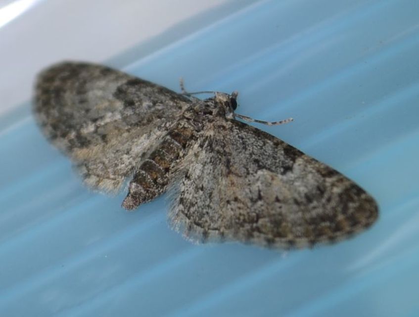 Eupithecia dodoneata - tölgy-törpearaszoló