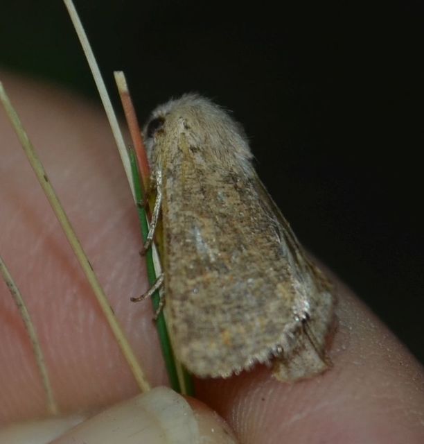 Orthosia cruda - kis barkabagoly