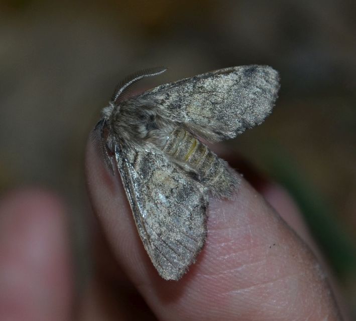 Gluphisia crenata - kormos púposszövő