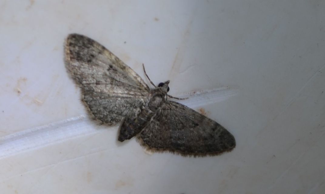 Eupithecia dodoneata - tölgy-törpearaszoló