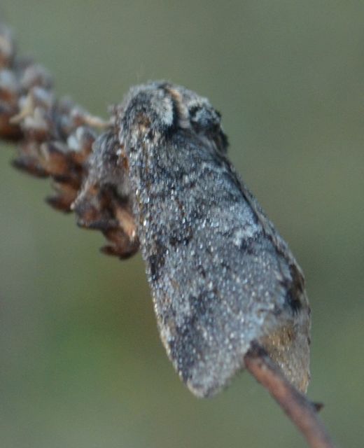 Drymonia ruficornis - cserfa-púposszövő