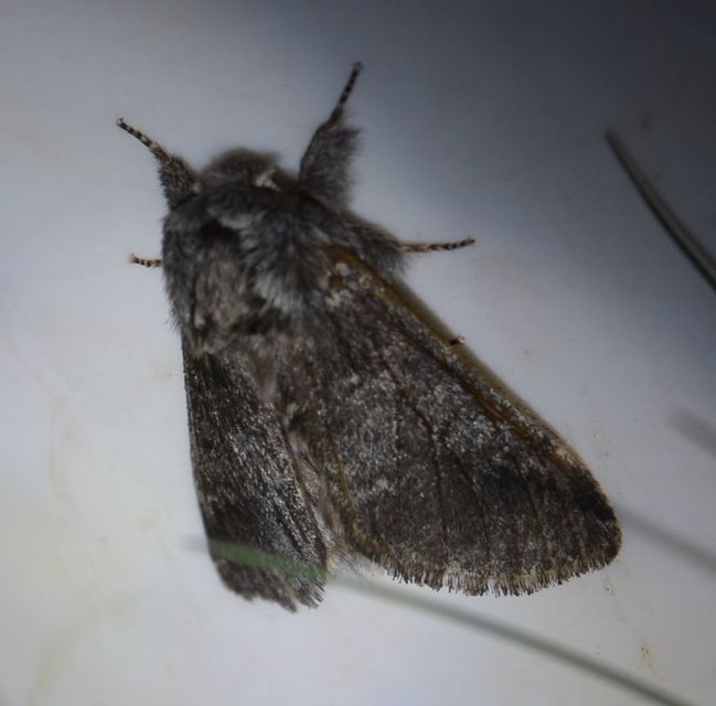 Drymonia ruficornis - cserfa-púposszövő