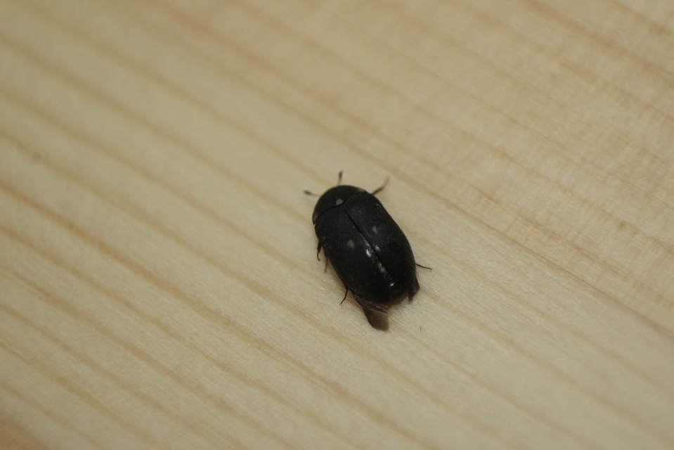 Attagenus pellio - közönséges szűcsbogár