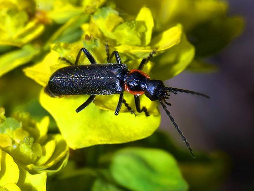 Cantharis