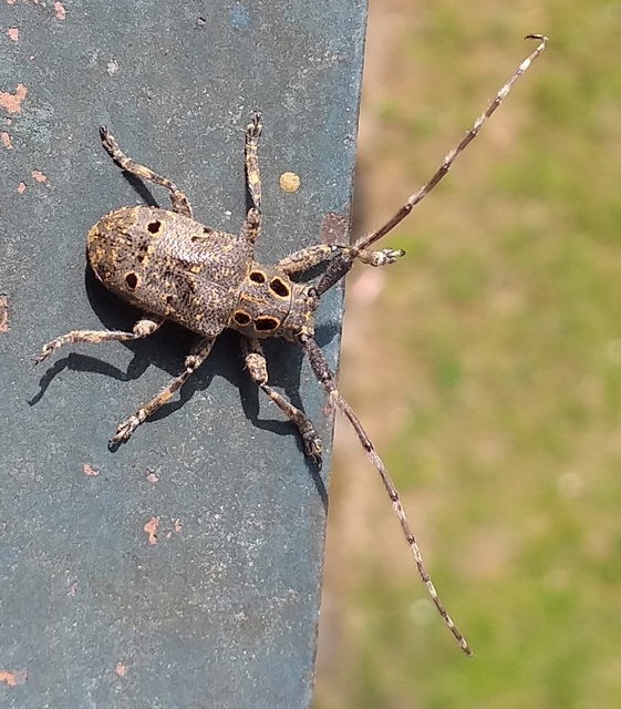 Mesosa curculionoides - szemfoltos cincér