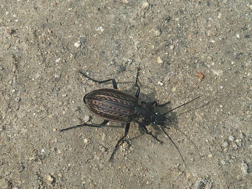 Carabus granulatus - mezei futrinka