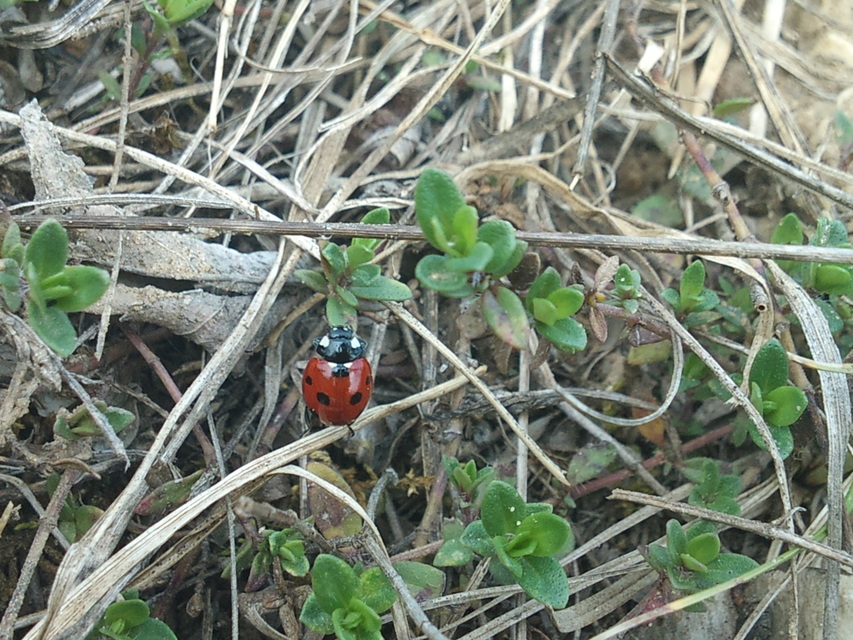 Coccinella septempunctata - hétpettyes katica