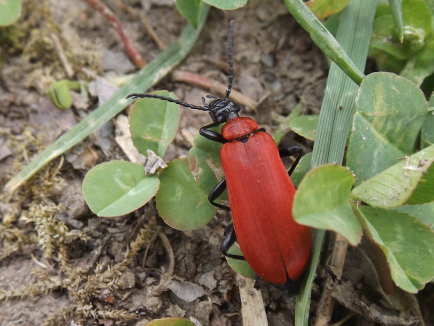 Pyrochroa coccinea - nagy bíborbogár