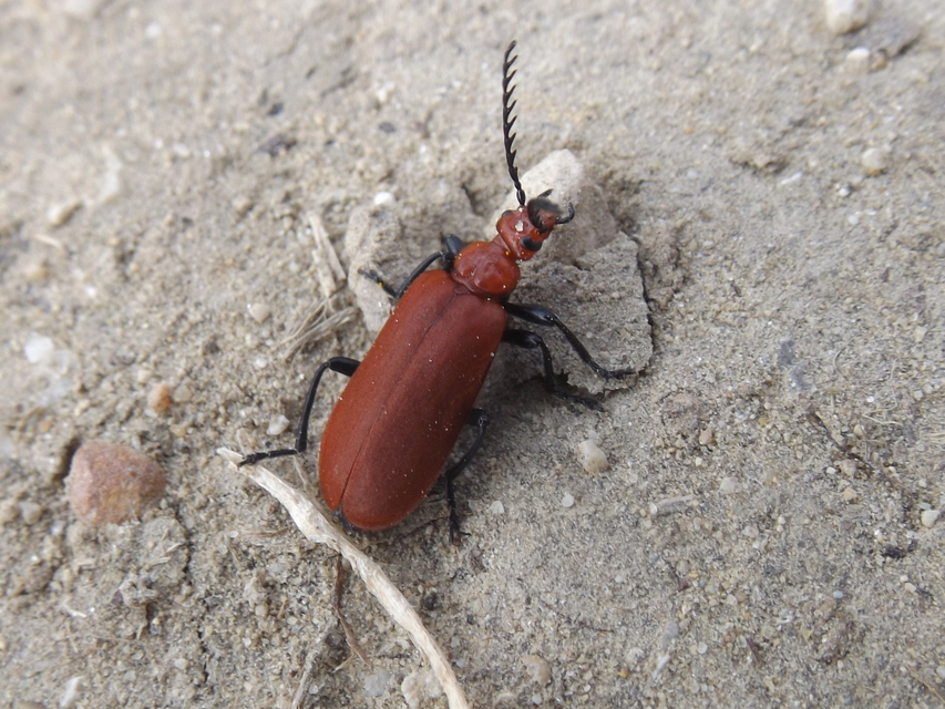 Pyrochroa serraticornis - közép-bíborbogár