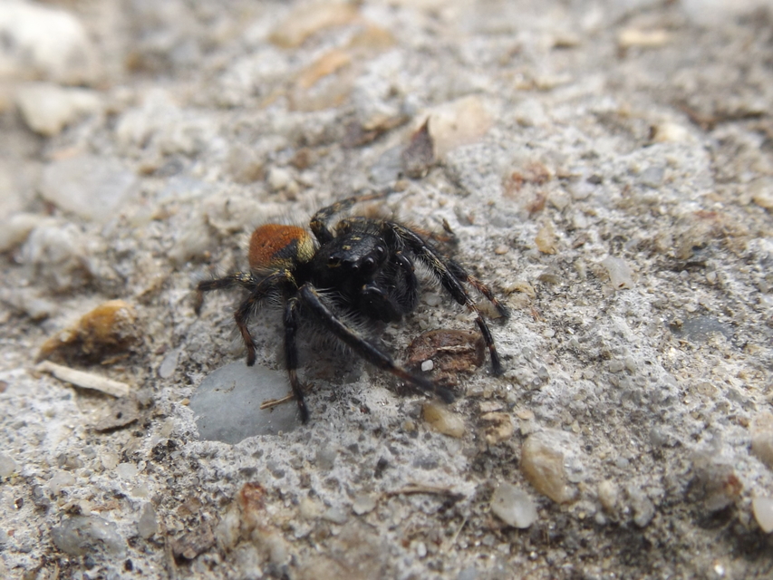 Carrhotus xanthogramma - rozsdás ugrópók