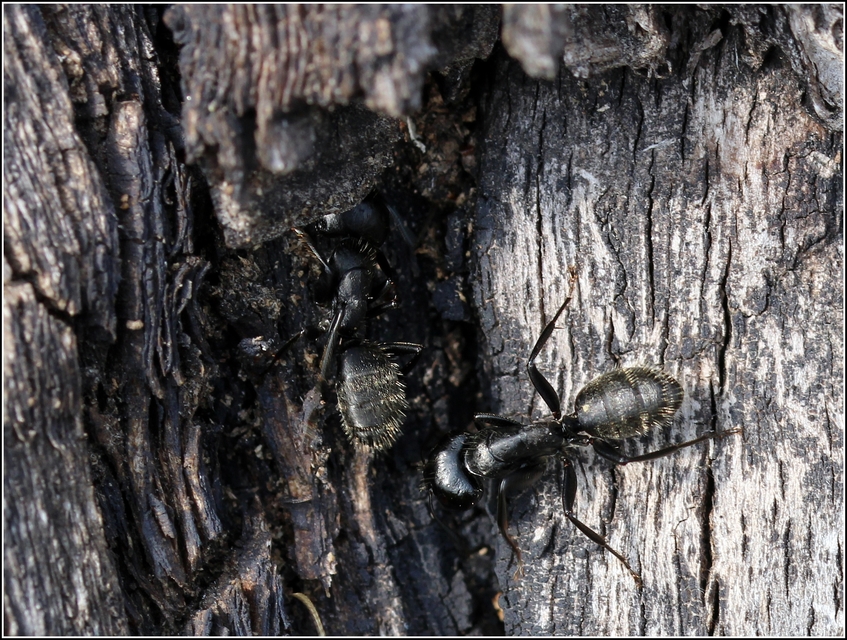 Camponotus vagus - fekete lóhangya