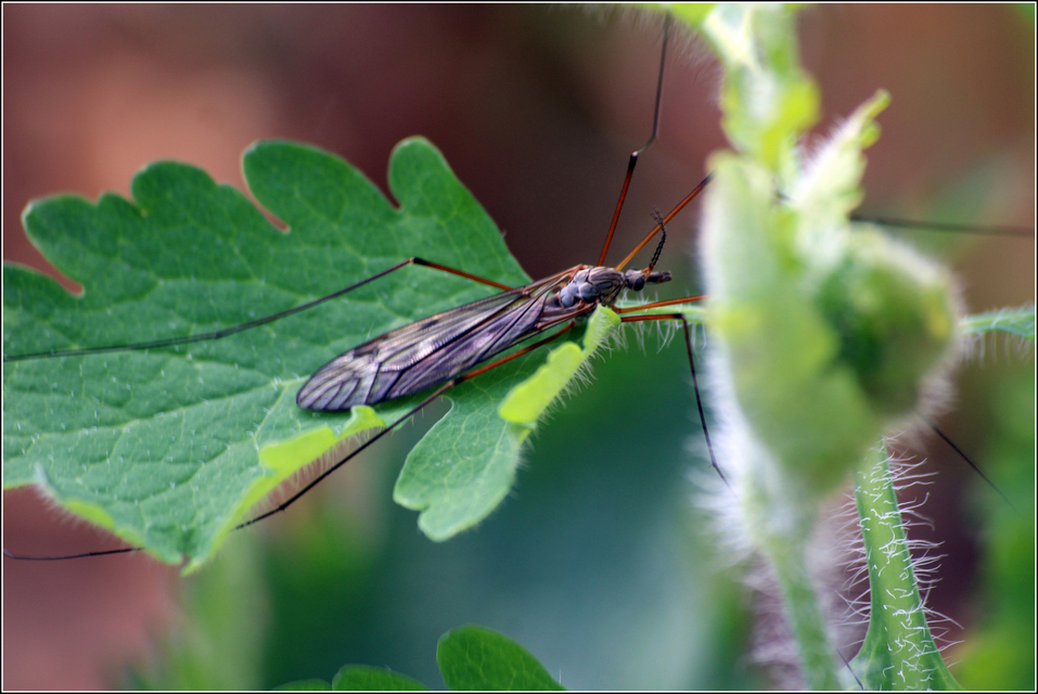 Tipula