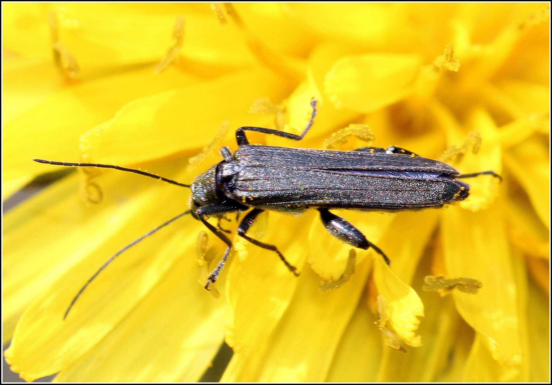 Oedemera