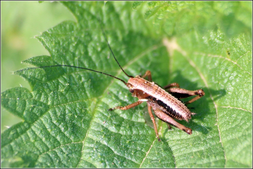 Pholidoptera aptera - nagy avarszöcske