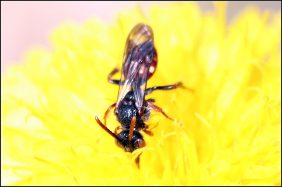 Nomada