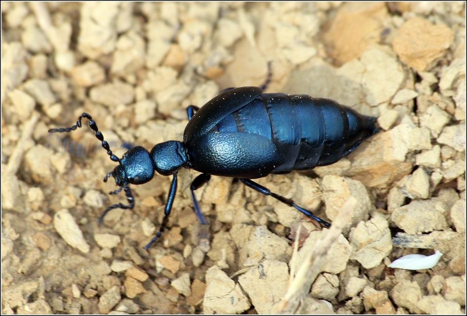 Meloe violaceus - kék nünüke