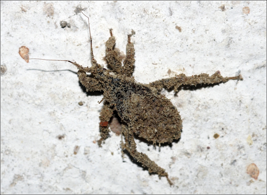 Reduvius personatus - szemetes zugpoloska
