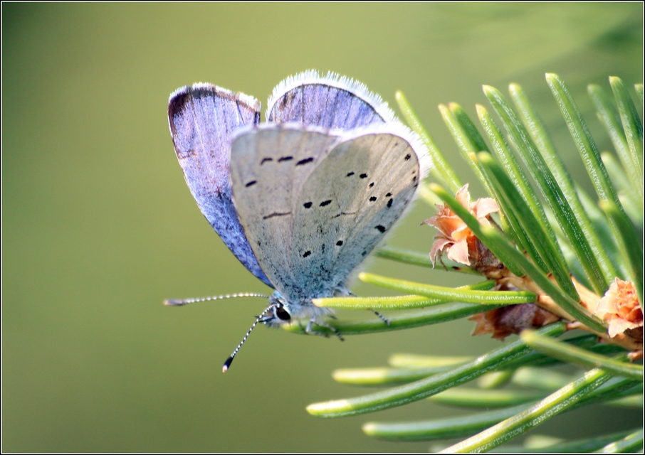 Celastrina argiolus - bengeboglárka