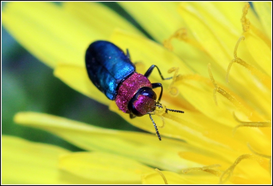 Anthaxia nitidula - ragyogó virágdíszbogár