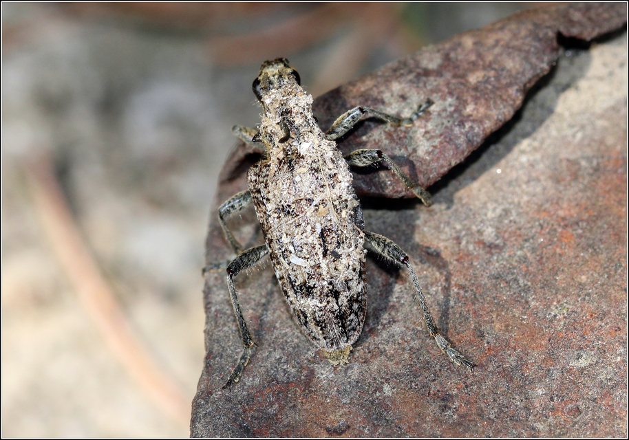 Rhagium inquisitor - fenyves-tövisescincér