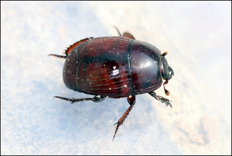 Margarinotus purpurascens - vöröslő sutabogár