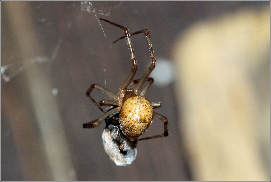 Parasteatoda tepidariorum - üvegházi törpepók