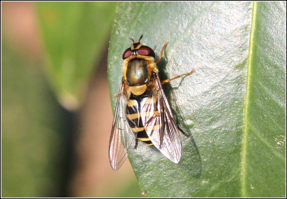 Syrphus