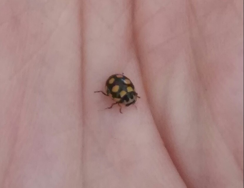 Coccinula quatuordecimpustulata - feketesárga katóka