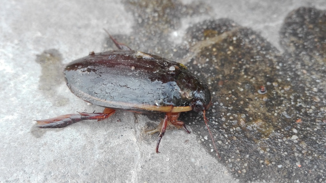 Cybister lateralimarginalis - nagy búvárbogár