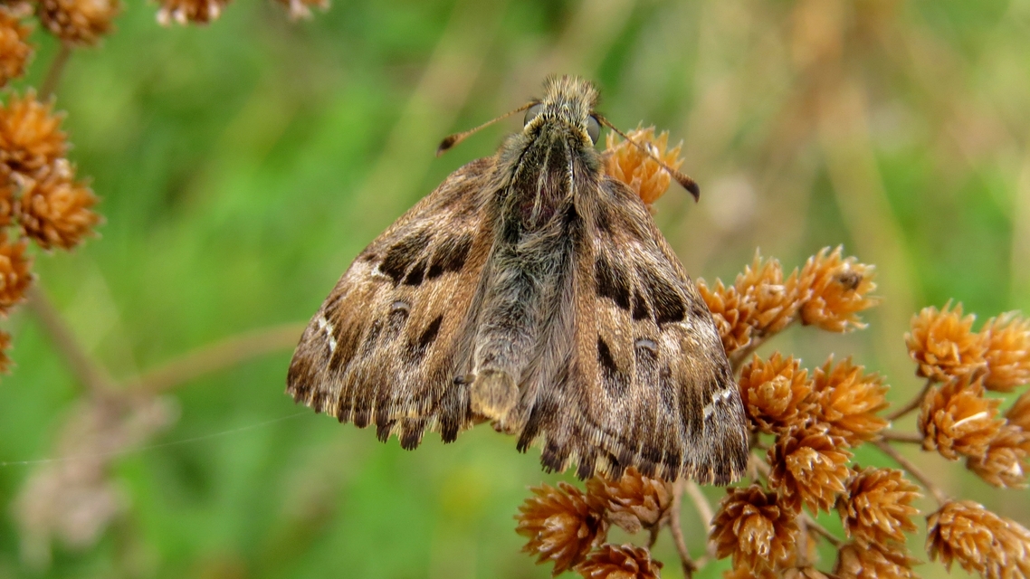 Carcharodus alceae - mályva-busalepke