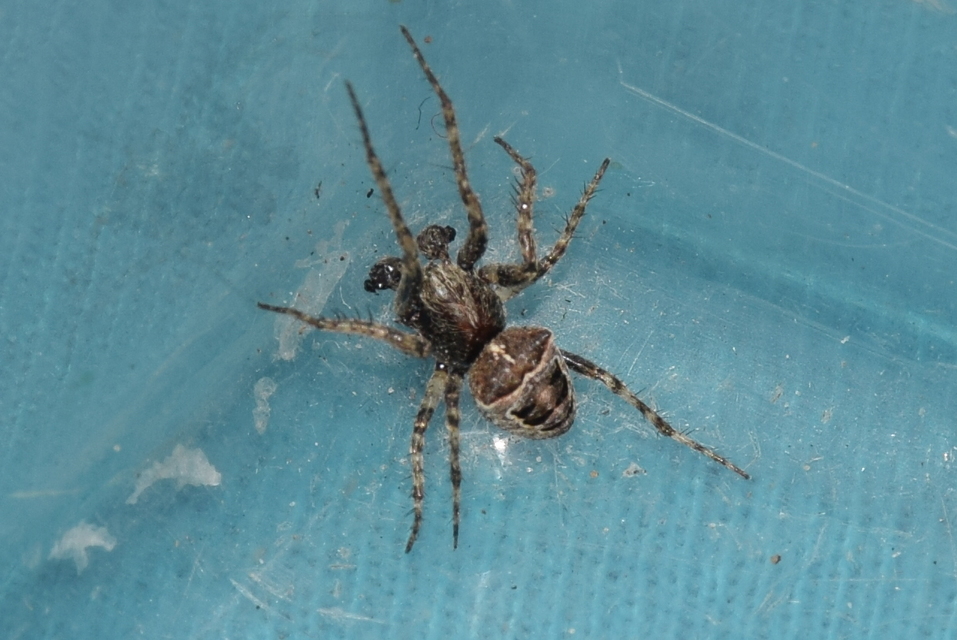 Gibbaranea bituberculata - kétcsúcsú keresztespók
