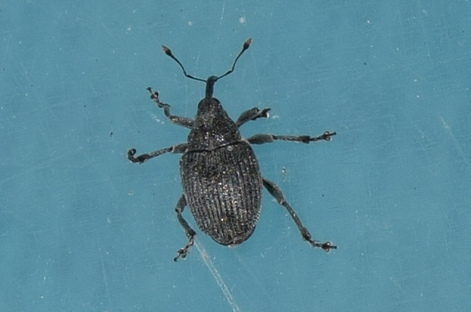 Ceutorhynchus