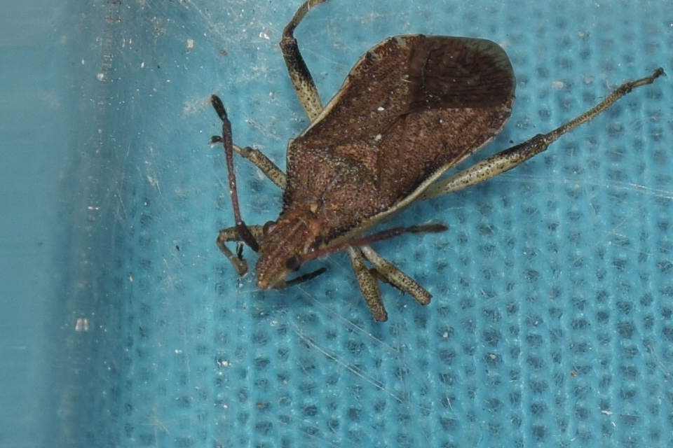 Ceraleptus lividus