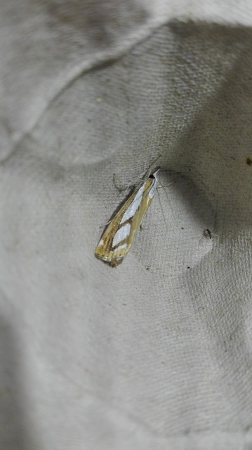 Catoptria